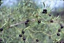 conkerberry bush